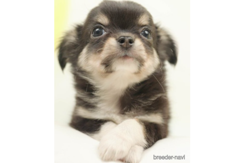 成約済の千葉県のチワワ(ロングコート)-222403の4枚目